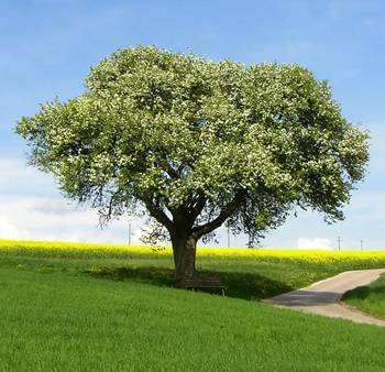 Quelle: Pixelio / Thorben Wengert Großer Baum auf grüner Wiese direkt daneben geht ein Weg entlang