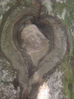 Kopf einer Christusfigur eingewachsen in einen Baum